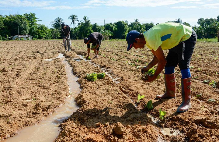 Pinar del Río sobresale en hectáreas de tabaco sembradas