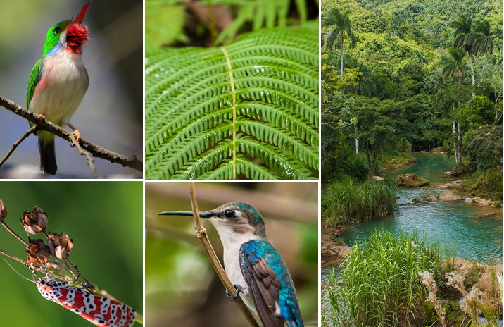 Estudios de especies fuera de su hábitat continúan en Cuba