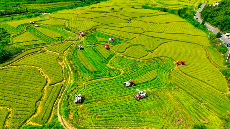 Agricultura de China