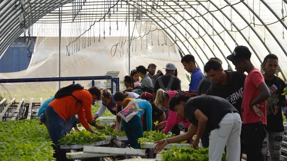 Jóvenes cubanos en jornada productiva