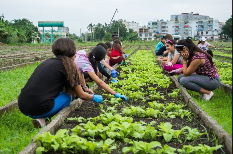 Jóvenes en producción de alimentos