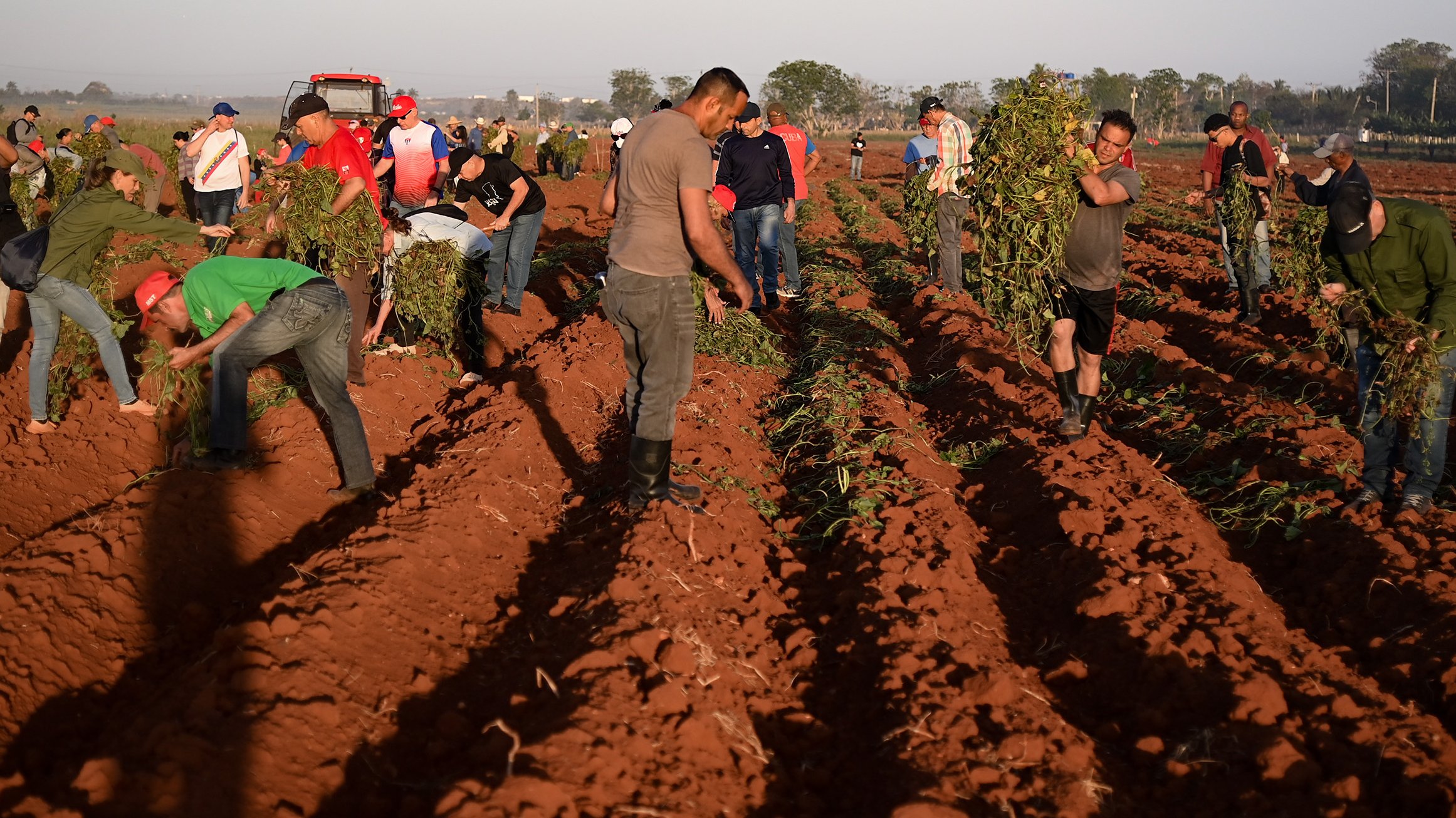 Domingo productivo en Bauta, Artemisa