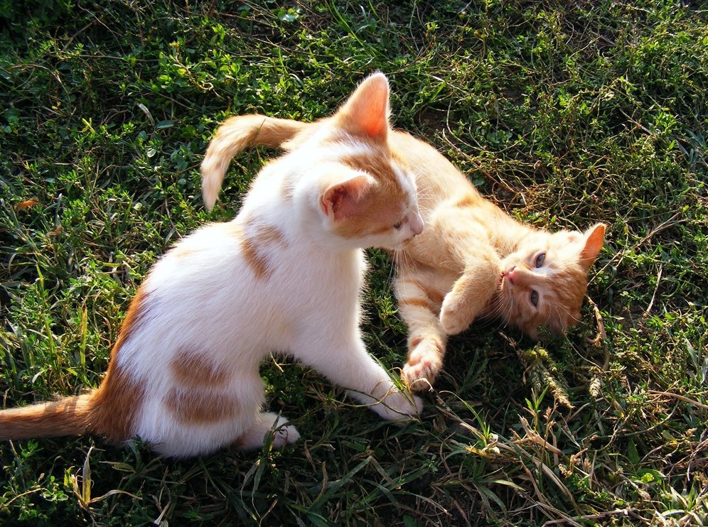 Gatos jugando