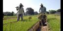 Agricultura urbana