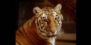 Tigres siberianos