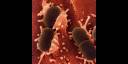 Bacterias que se alimentan de arsénico