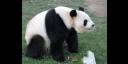 Oso panda gigante