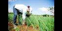 Agricultura
