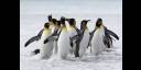 Pingüinos