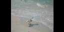 Gaviotas oceánicas