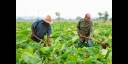 Agricultores