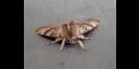 Murciélago mariposa