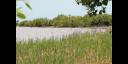 Proyecto Manglar Vivo