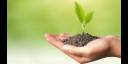 Las plantas