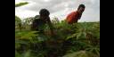 Campesinos cubanos