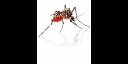 Aedes aegypti