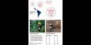 Infografía de la Celac