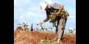 Técnico de nivel medio en Agronomía de montaña