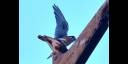 American kestrel