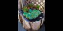 Jardín de cactus en casa