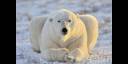 Oso Polar