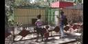 Animales del zoológico