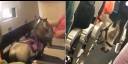 Un caballo viaja como pasajero a bordo de un avión