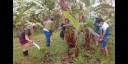Jóvenes en labores agrícolas