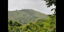 La Yaya