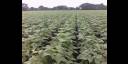 Plantaciones de frijol