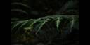 Debido a la alta humedad en esta zona se puede apreciar una gran variedad de plantas, entre estas se destacan los Helechos