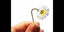 Te regalo una flor