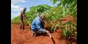 Agricultura en Cuba