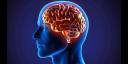Mecanismo cerebral regula la quema de grasas del cuerpo