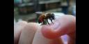 Picadura de abeja