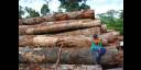 Tala de árboles en la amazonía brasileña.