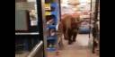 El cliente que salió de un grocery en Kings Beach, California, llamó la atención de inmediato y le cedieron el paso, sin cobrarle la «compra»