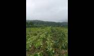 Daños en cultivos y polos productivos se cuantifican en Santiago de Cuba