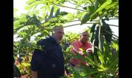 Asimismo dialogó con el productor de Guanajay, y Alexander Escalona Clemente, quien siembra cultivos varios y obtiene un rendimiento de hasta 150 libras de frutabomba en cada planta