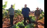 Asimismo dialogó con el productor de Guanajay, y Alexander Escalona Clemente, quien siembra cultivos varios y obtiene un rendimiento de hasta 150 libras de frutabomba en cada planta
