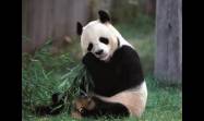 El oso panda