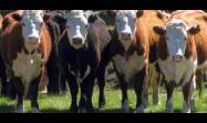 Clonan en China vacas lecheras