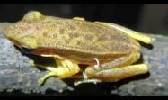 Nunca se había documentado un hongo que brote del flanco de una rana viva