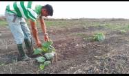 Joven agricultor en Isla de la Juventud