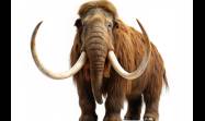 Mamut