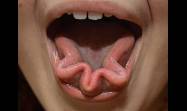 La capacidad de doblar la lengua ha sido el ejemplo predilecto para explicar cómo se heredan los rasgos de padres a hijos