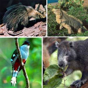 Urge desarrollar acciones para mitigar el tráfico ilegal de especies en grupos emblemáticos de nuestra biodiversidad