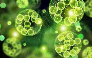 Microalgas