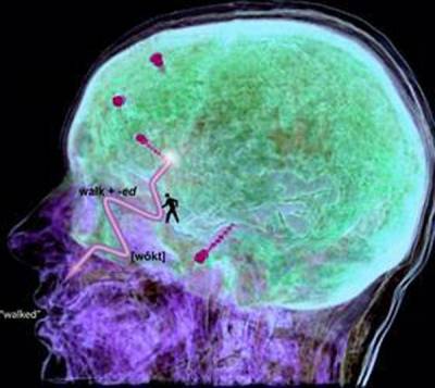 Muchas investigaciones buscan la interactividad con el cerebro humano