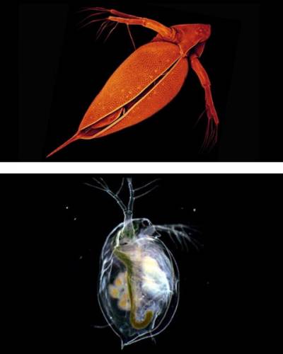 Daphnia pulex